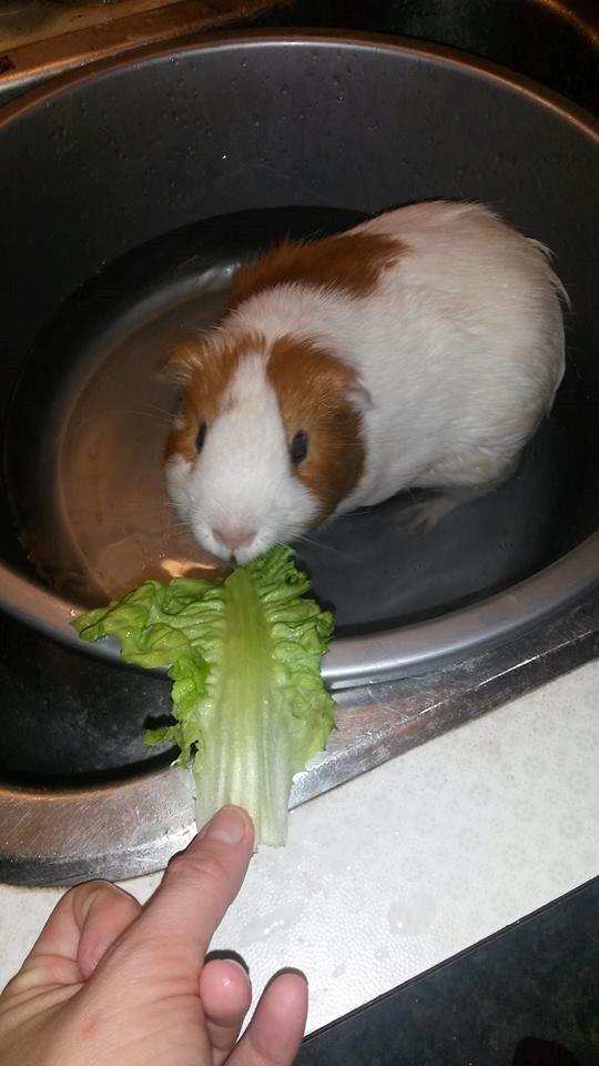 Marsvin Darvin Archemides billede 16