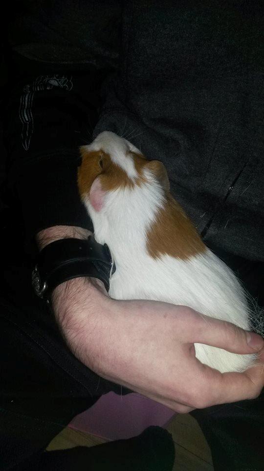 Marsvin Darvin Archemides billede 17