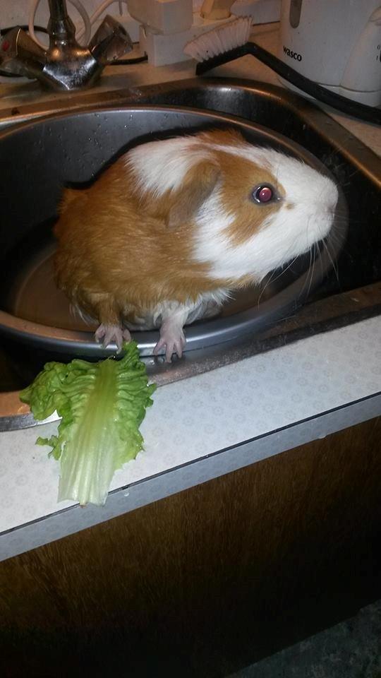 Marsvin Darvin Archemides billede 18