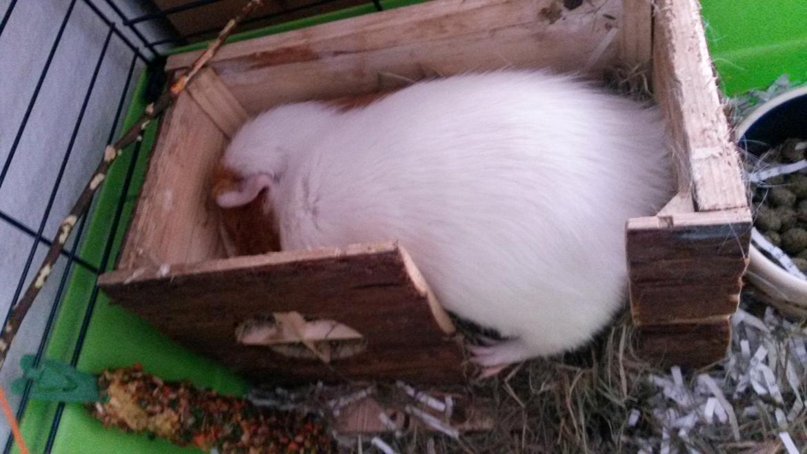 Marsvin Darvin Archemides billede 19