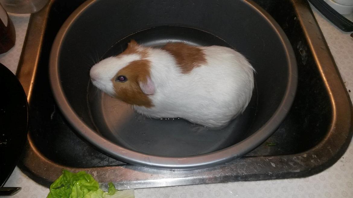 Marsvin Darvin Archemides billede 20