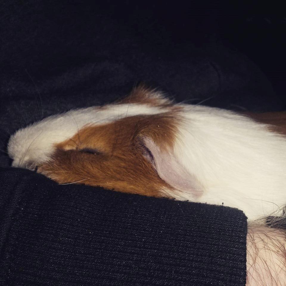 Marsvin Darvin Archemides billede 21