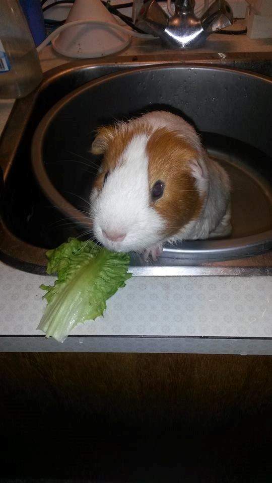 Marsvin Darvin Archemides billede 22