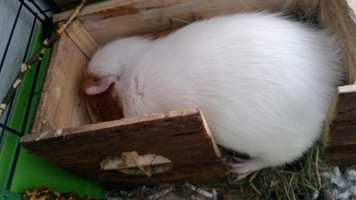 Marsvin Darvin Archemides billede 23