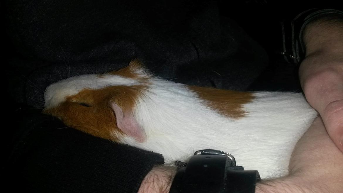 Marsvin Darvin Archemides billede 11