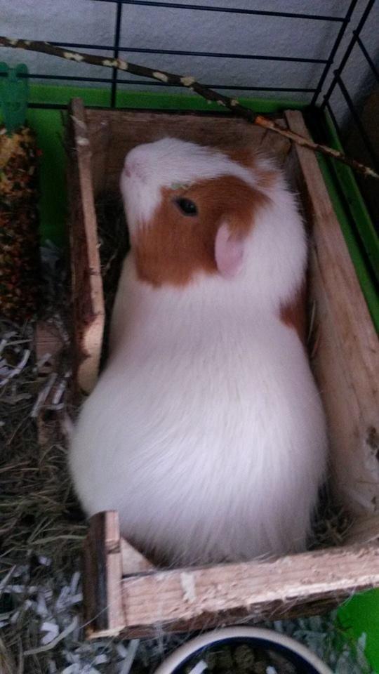 Marsvin Darvin Archemides billede 25