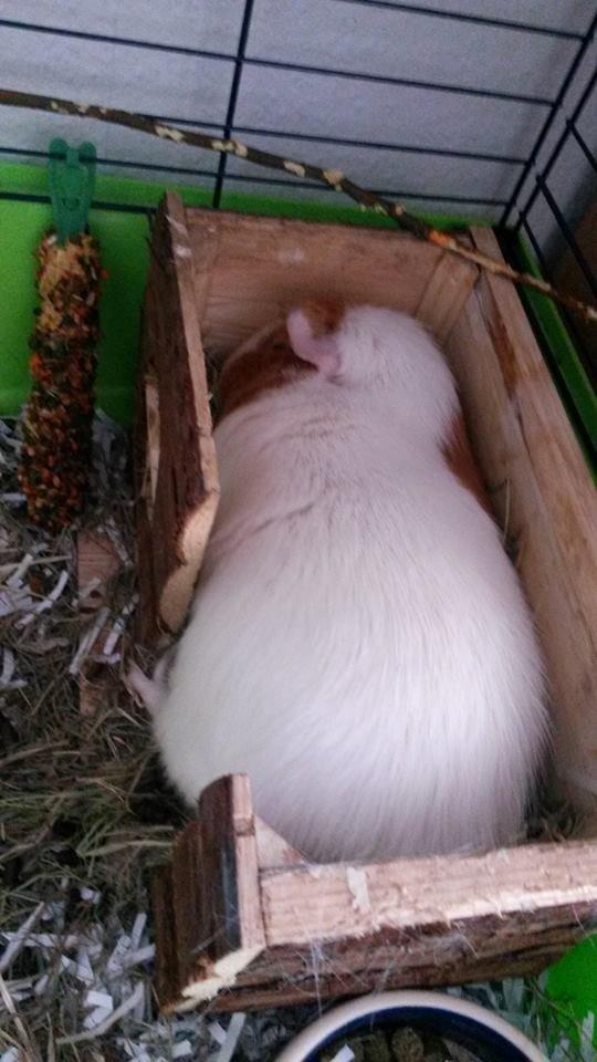 Marsvin Darvin Archemides billede 24