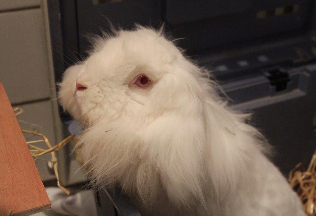 Kanin Leeds Ultra Fuzu (Elmer) billede 6