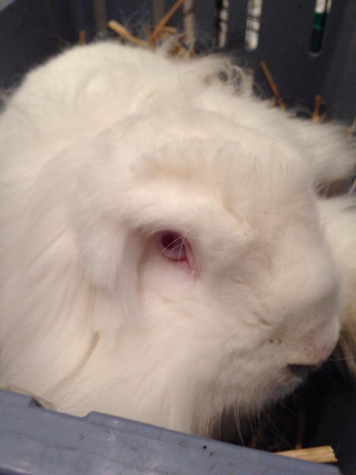 Kanin Leeds Ultra Fuzu (Elmer) billede 4