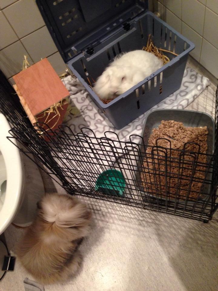 Kanin Leeds Ultra Fuzu (Elmer) billede 10