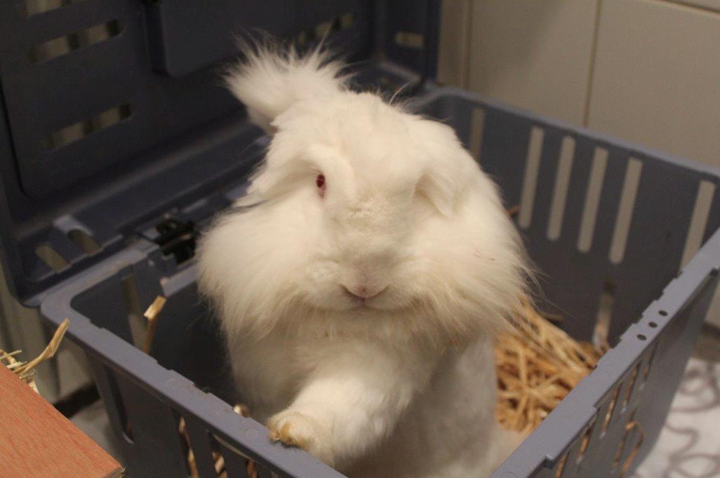 Kanin Leeds Ultra Fuzu (Elmer) billede 11