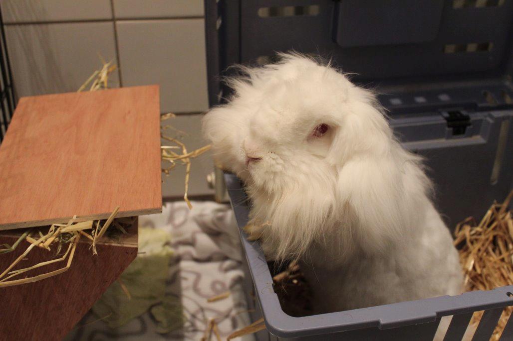 Kanin Leeds Ultra Fuzu (Elmer) billede 13