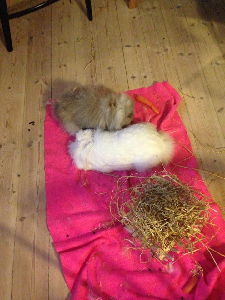 Kanin Leeds Ultra Fuzu (Elmer) billede 16