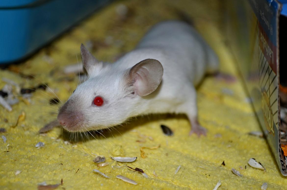 Mus Vejlmus' Ebony [Himmelgnaver] - Velkommen til Ebonys profil ^^ billede 1