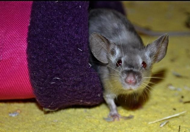 Mus Vejlmus' Ebay [Himmelgnaver] billede 14