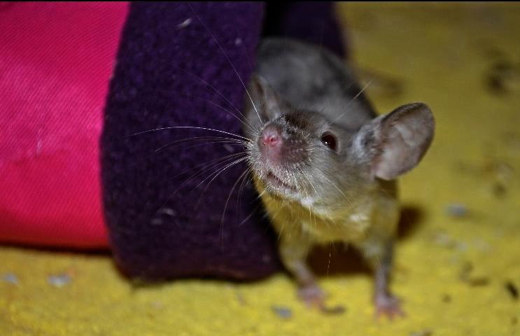 Mus Vejlmus' Ebay [Himmelgnaver] billede 2