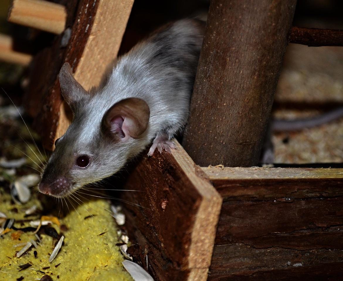 Mus Vejlmus' Ebay [Himmelgnaver] - Smid gerne en hilsen inden du smutter :) billede 47