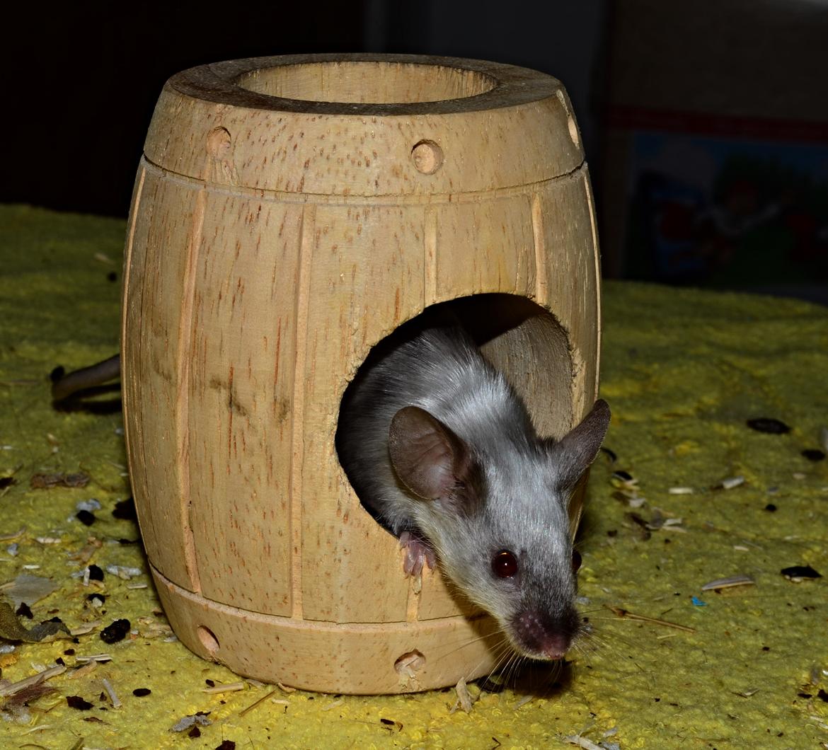 Mus Vejlmus' Ebay [Himmelgnaver] billede 24