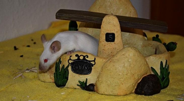 Mus Vejlmus' Ebony [Himmelgnaver] billede 21