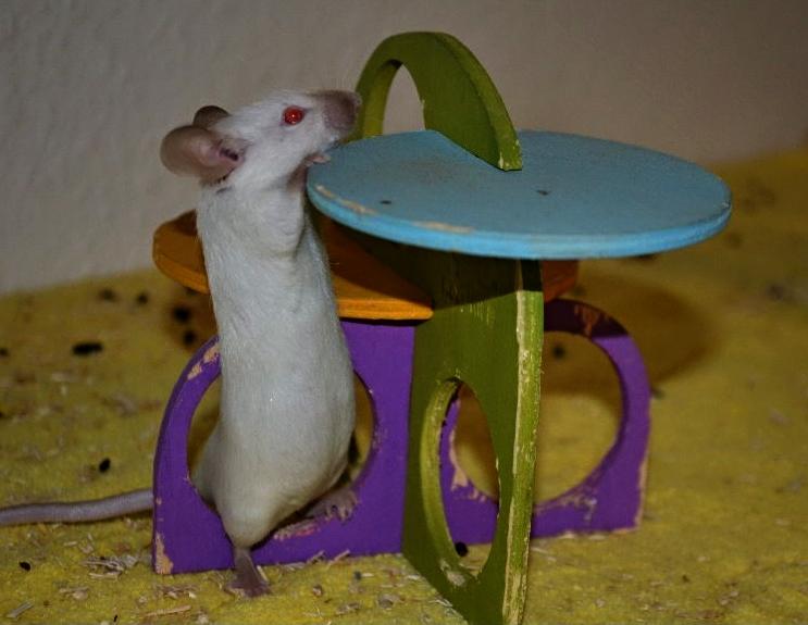 Mus Vejlmus' Ebony [Himmelgnaver] billede 11