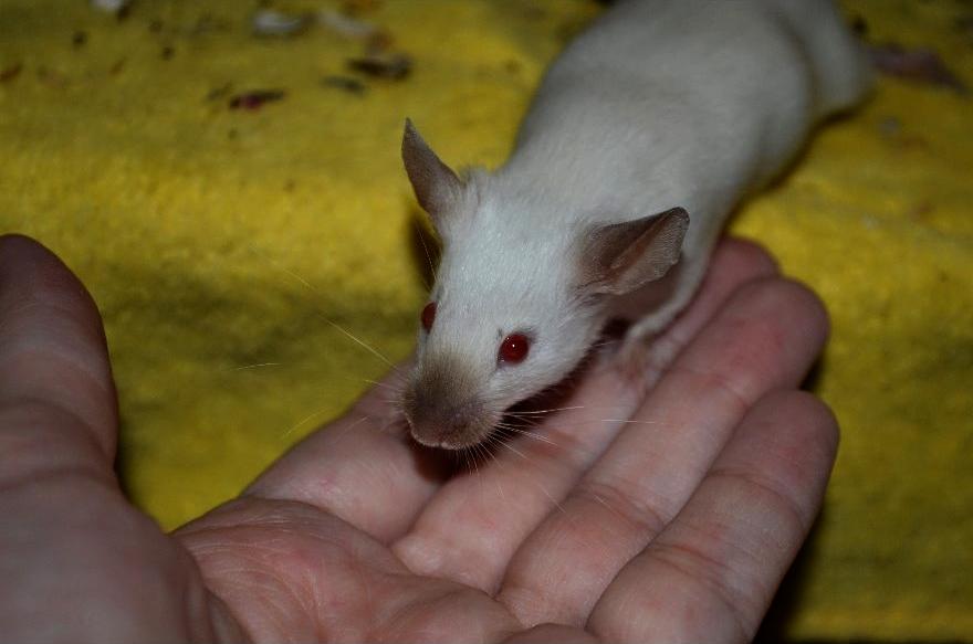 Mus Vejlmus' Ebony [Himmelgnaver] billede 4