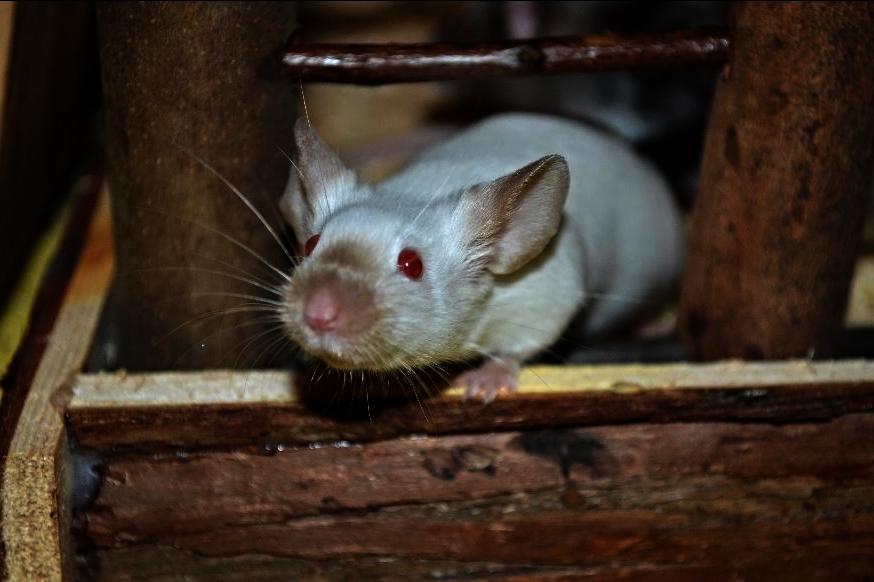 Mus Vejlmus' Ebony [Himmelgnaver] billede 16