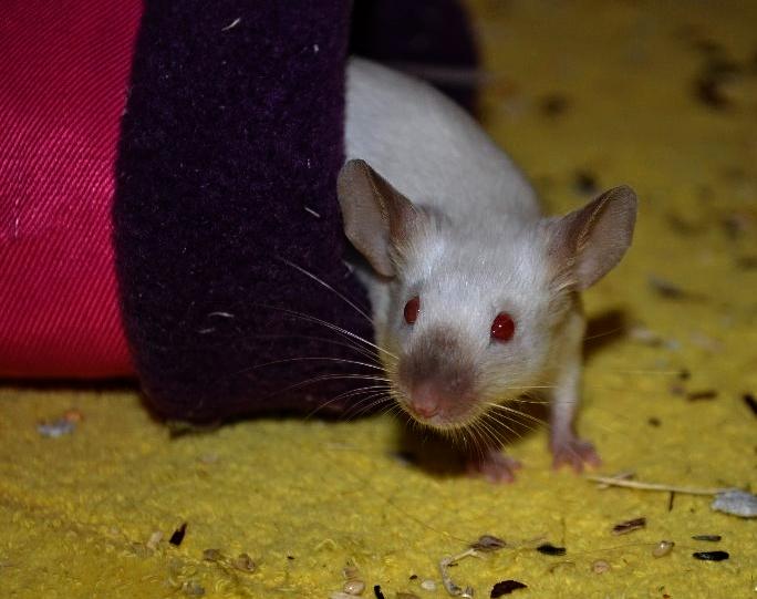 Mus Vejlmus' Ebony [Himmelgnaver] billede 20