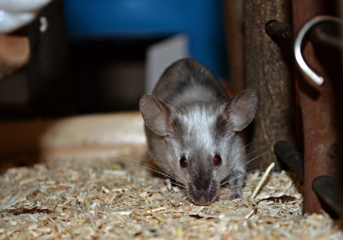 Mus Vejlmus' Ebay [Himmelgnaver] billede 29