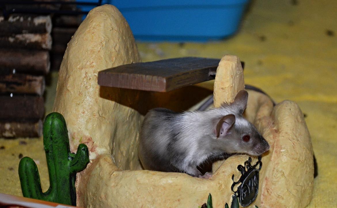 Mus Vejlmus' Ebay [Himmelgnaver] billede 5