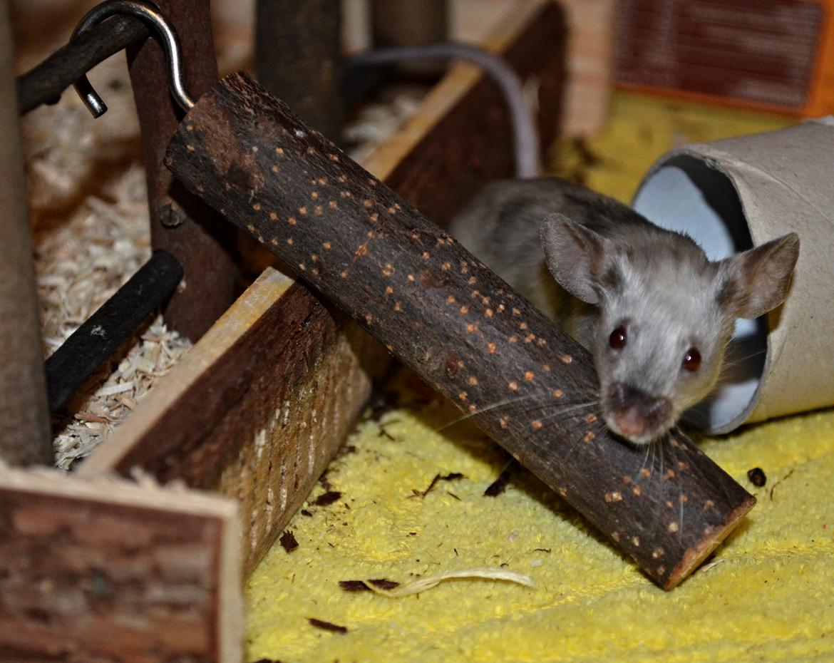 Mus Vejlmus' Ebay [Himmelgnaver] billede 44