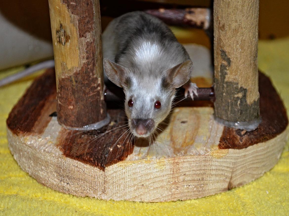 Mus Vejlmus' Ebay [Himmelgnaver] billede 12