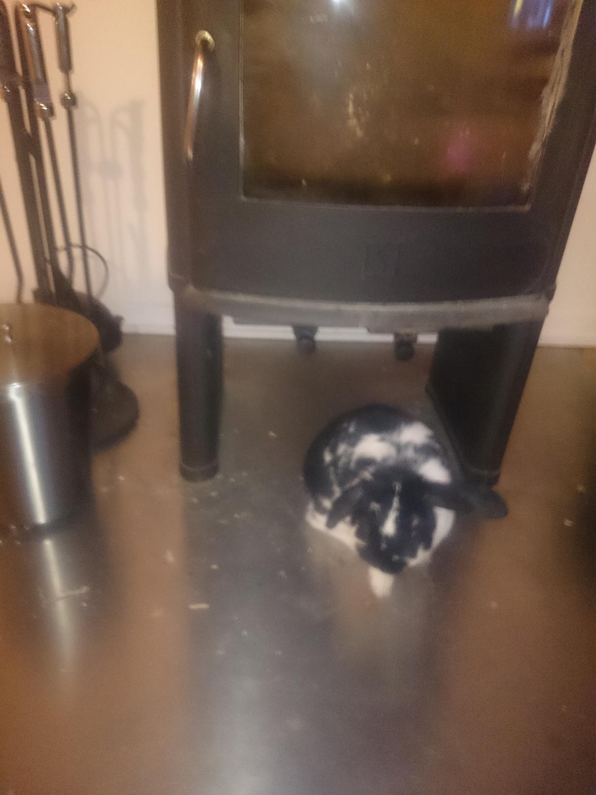 Kanin Bastian billede 33