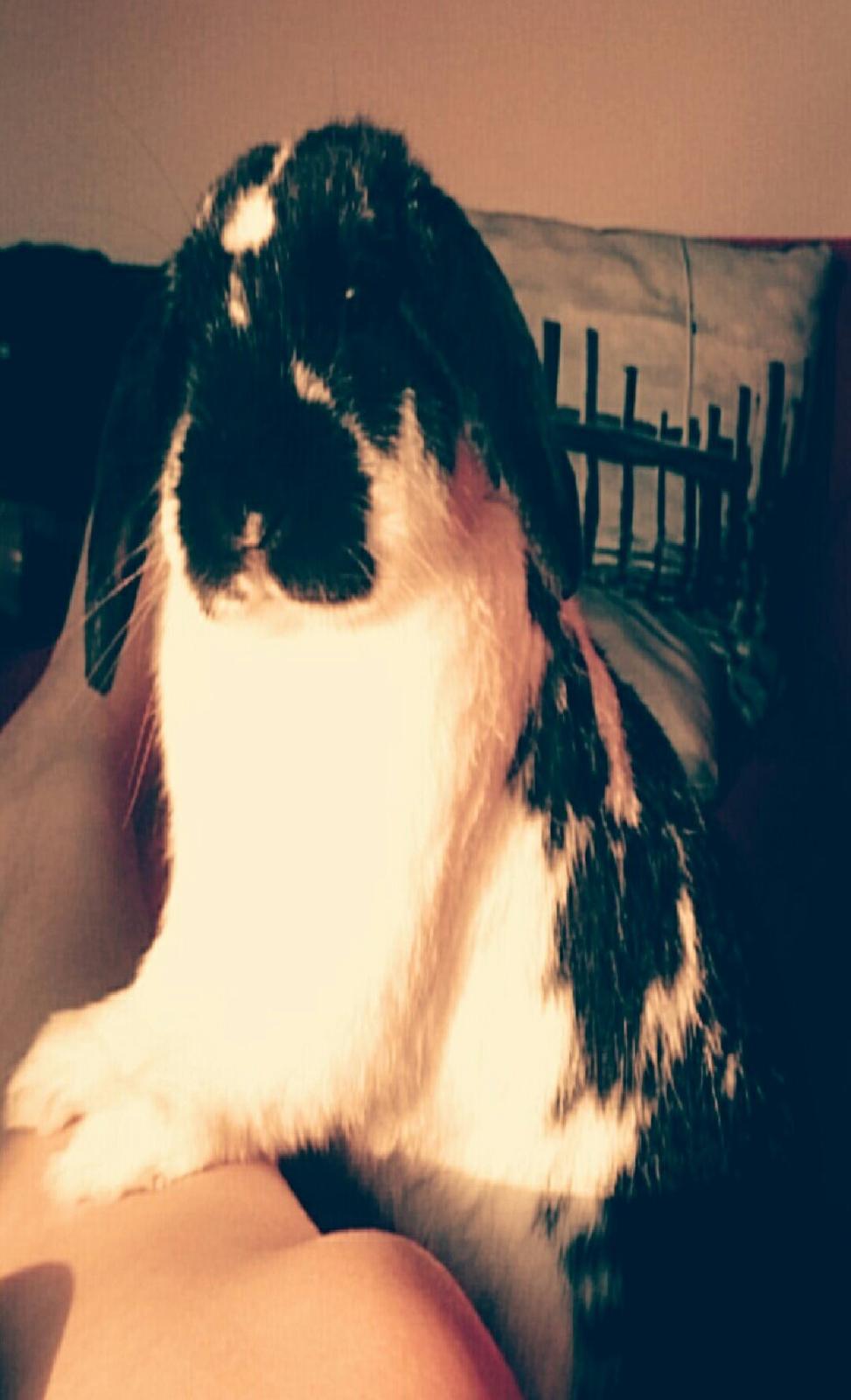 Kanin Bastian billede 1