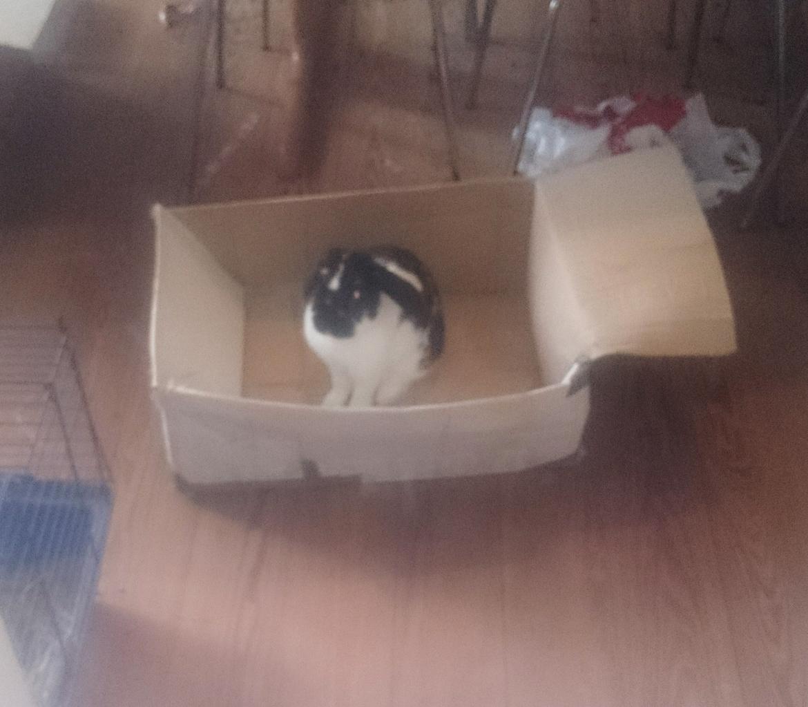 Kanin Bastian billede 34