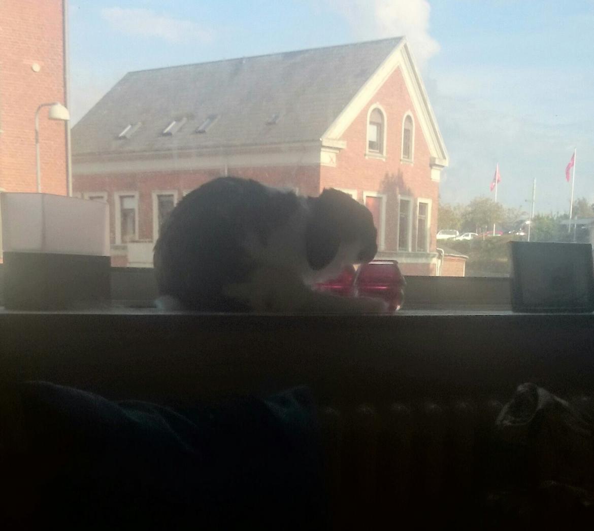 Kanin Bastian billede 35