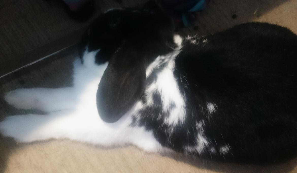 Kanin Bastian billede 36