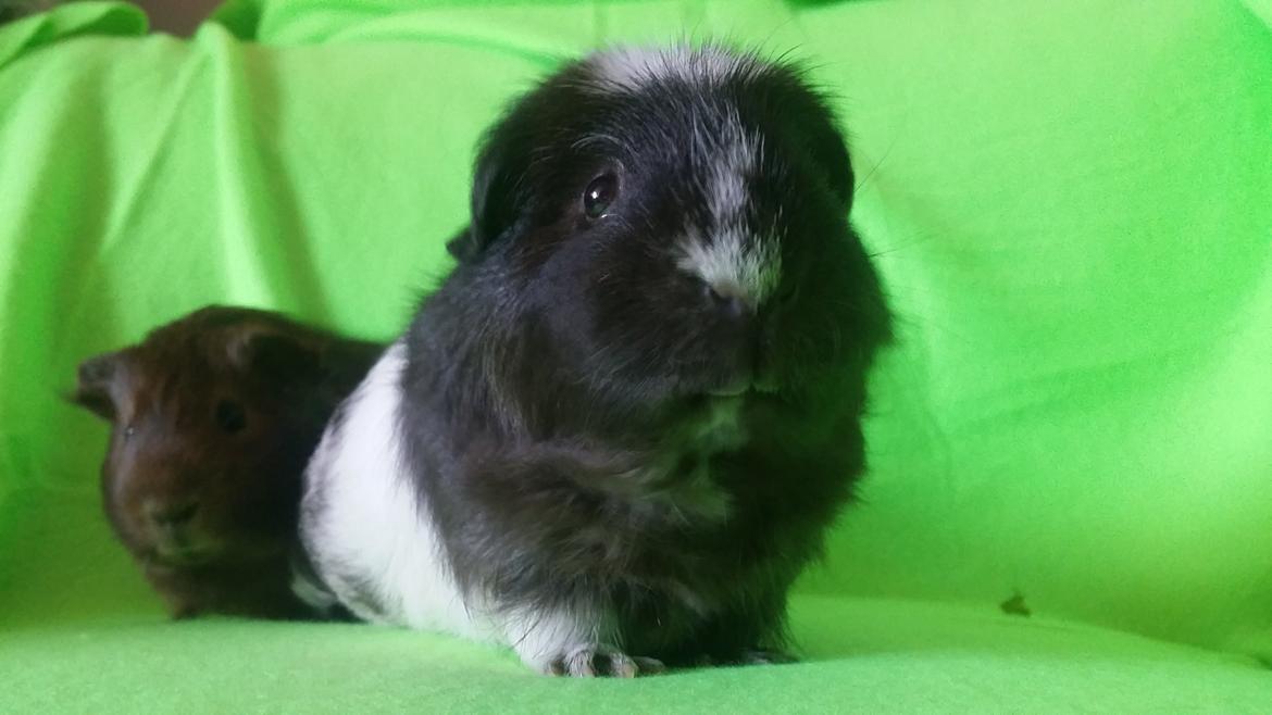 Marsvin Teddy billede 43
