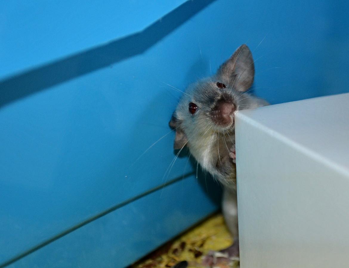 Mus Vejlmus' Ebay [Himmelgnaver] billede 16