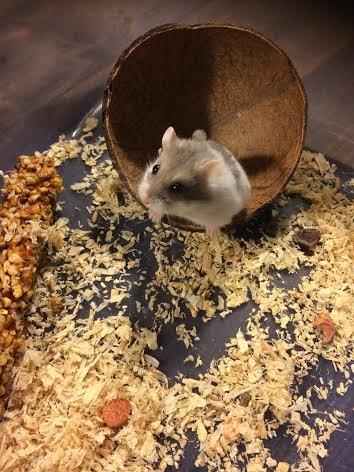 Dværghamster Snudie (SOLGT) billede 1