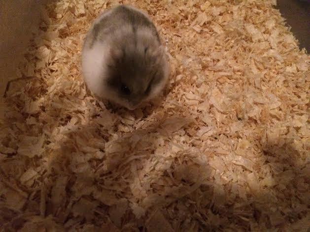 Dværghamster Snudie (SOLGT) billede 2