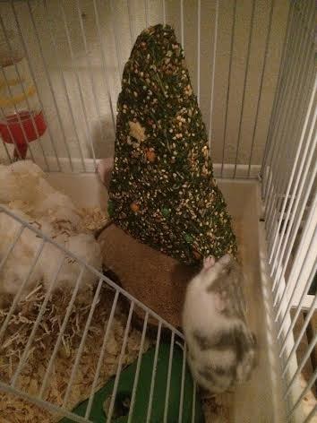 Dværghamster Snudie (SOLGT) - Nammm, tak for julegaven mor <3 billede 3