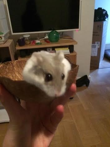 Dværghamster Snudie (SOLGT) billede 4