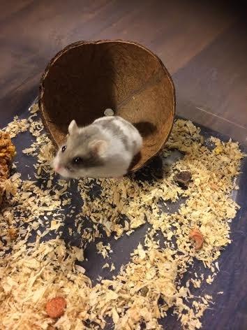Dværghamster Snudie (SOLGT) billede 5