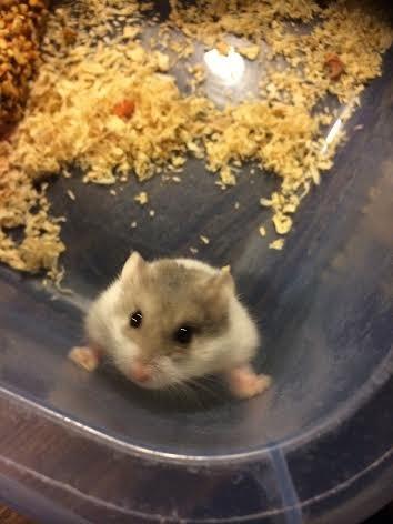 Dværghamster Snudie (SOLGT) - Jeg vil op!!!! billede 6