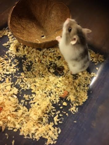 Dværghamster Snudie (SOLGT) billede 8