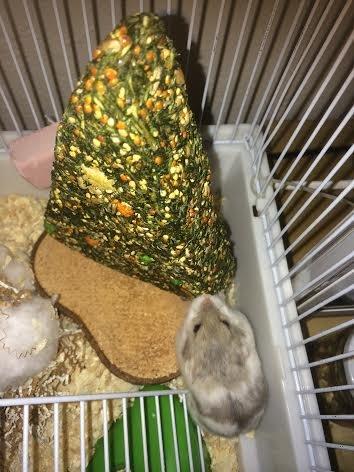 Dværghamster Snudie (SOLGT) billede 9