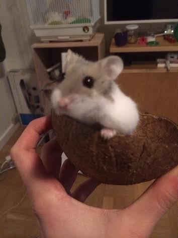 Dværghamster Snudie (SOLGT) - Er man lidt nygerrig? :P billede 10