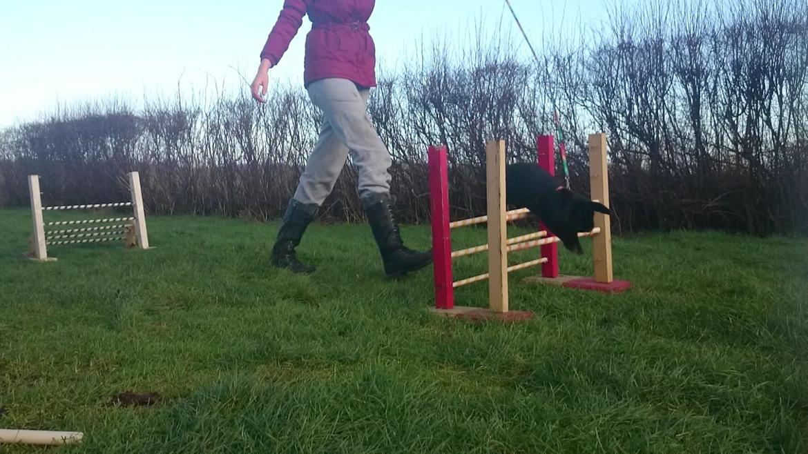 Kanin Magnifique billede 2