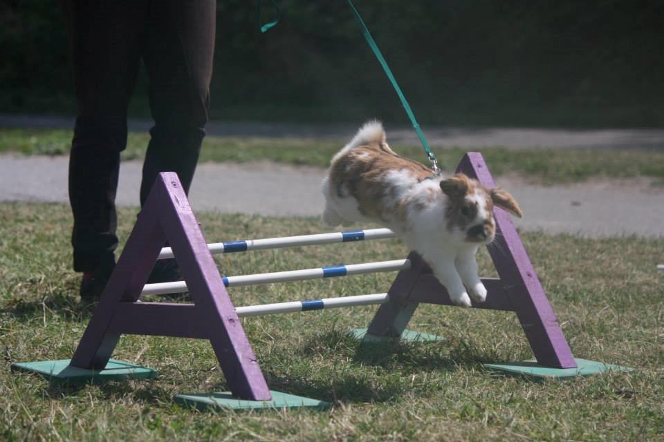 Kanin Lilliens Connors Hill "Nor" - foto: MBA billede 22