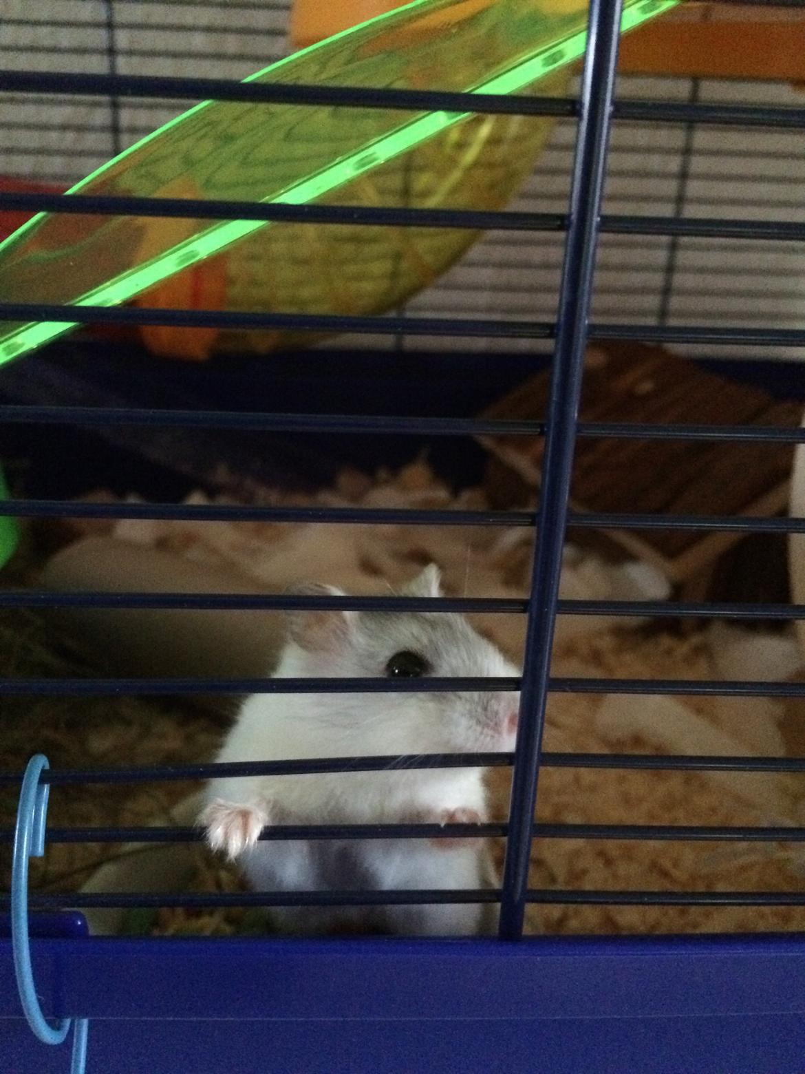 Dværghamster Gizmo billede 1